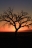 namibia (2)
