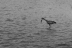 IMG_0580-1.jpg
