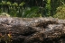 IMG_0906-10.jpg
