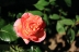 IMG_6723_1.jpg